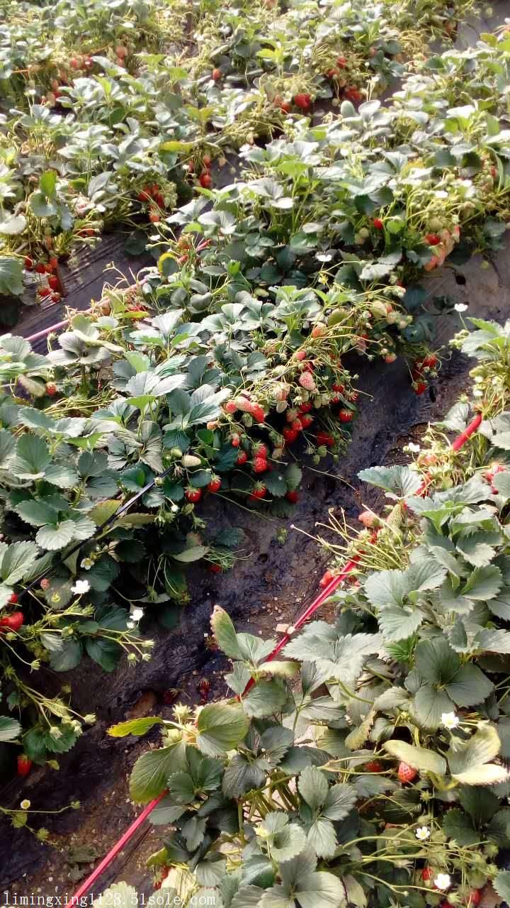 草莓一亩地种多少棵(草莓一亩地种多少棵苗)