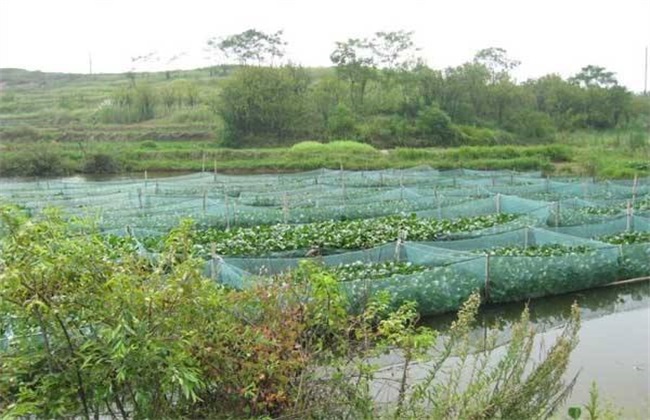 黄鳝养殖技术哪里学(黄鳝养殖技术视频场地)