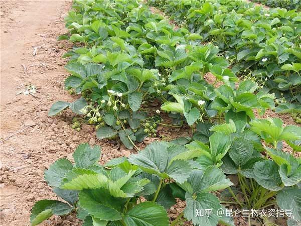 草莓种植管理技术要点(草莓种植管理技术要点有哪些)