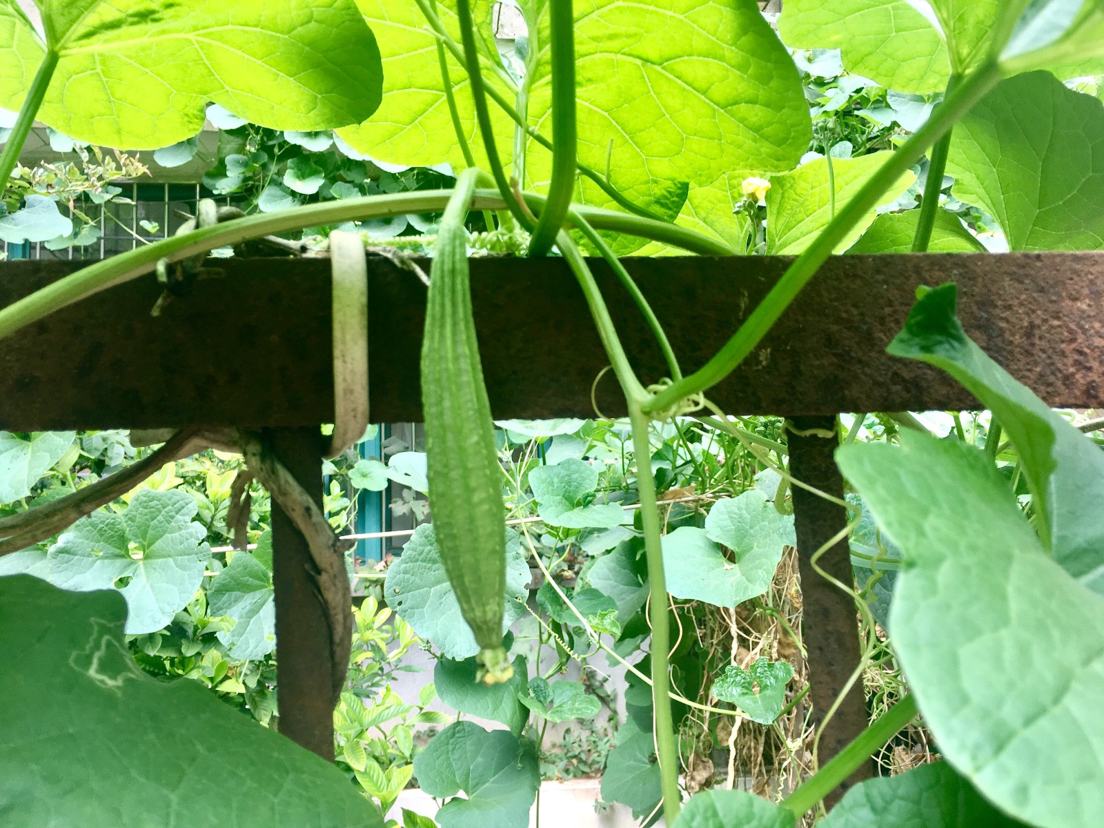 棱角丝瓜种植(丝瓜种植技术要点)