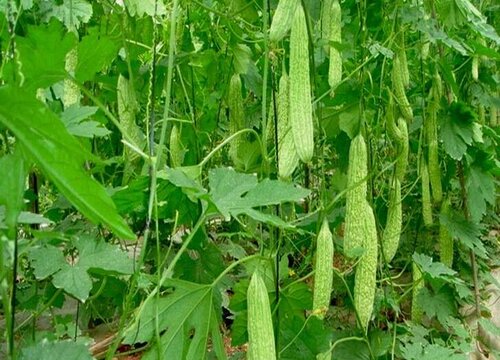 种植苦瓜施什么肥好(苦瓜施什么肥料长得快)