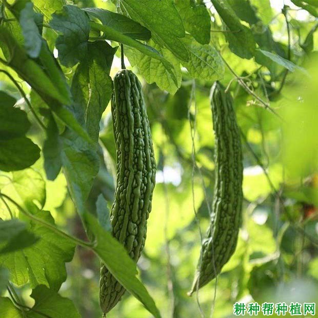 种植苦瓜施什么肥好(苦瓜施什么肥料长得快)