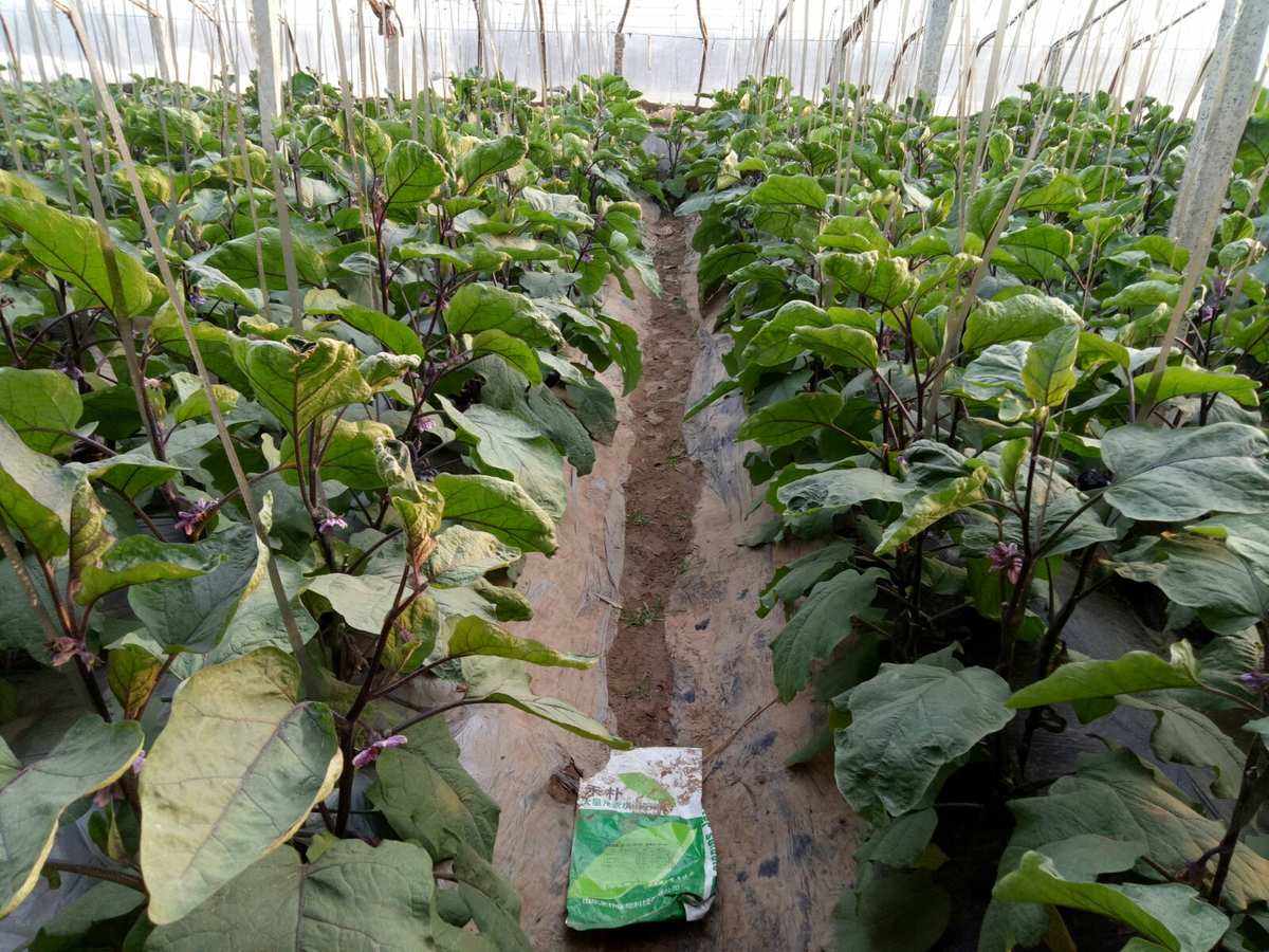 种植茄子需要培土吗(种茄子至少需要多深的土)