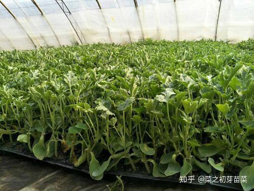 茄子苗怎么种植和管理(茄子苗怎么种植和管理的)