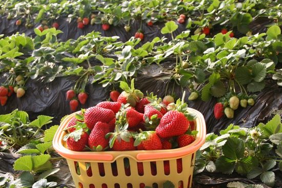 关于草莓几月份种植比较好的信息