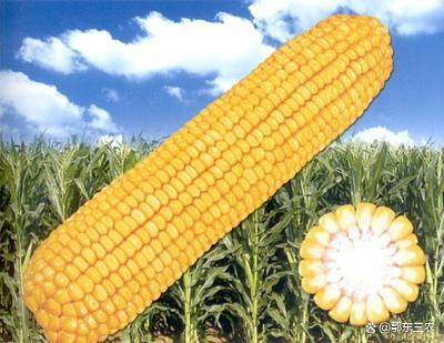 转基因玉米产量怎么样(转基因玉米种子产量高吗)