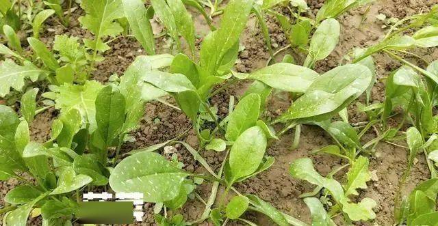 如何种菠菜种子(菠菜种子怎么下种)