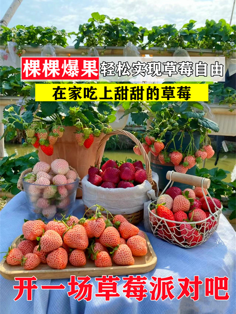 奶油草莓怎么种(奶油草莓怎么种?)