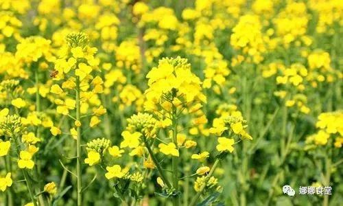 油菜有转基因的吗(油菜有转基因的吗图片)