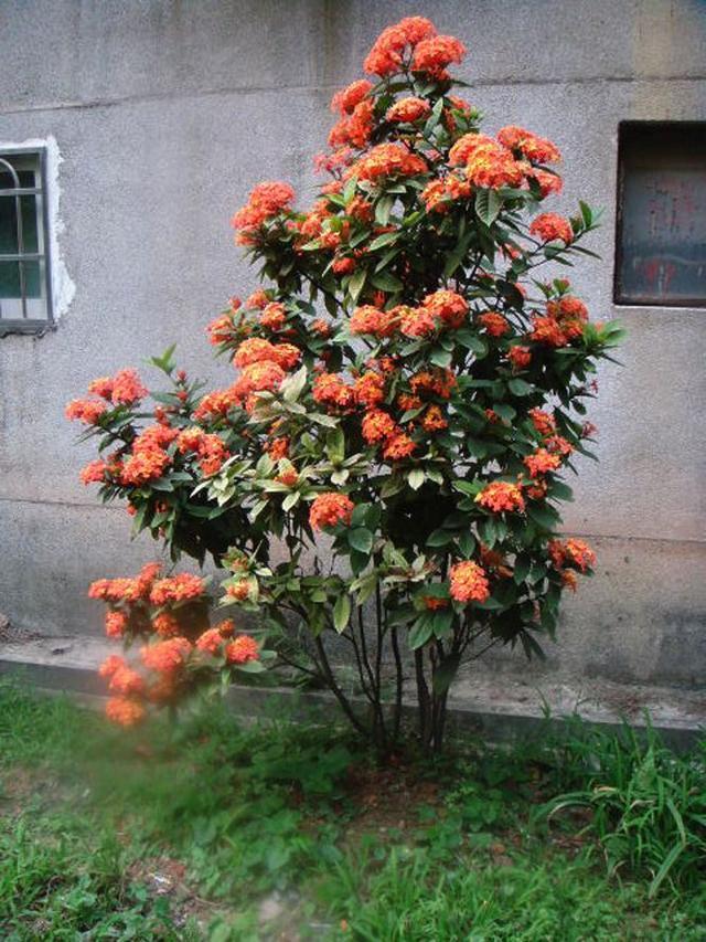 北方适合种植什么花树(北方庭院适合种植什么花和树)