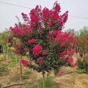 北方适合种植什么花树(北方庭院适合种植什么花和树)
