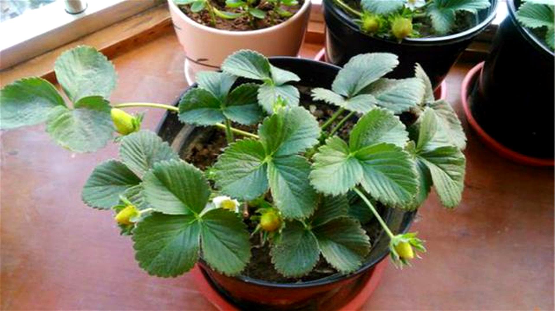 在家种草莓(在家种草莓怎样授粉)
