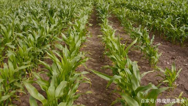 玉米高产种植技术视频(玉米超高产栽培技术视频)