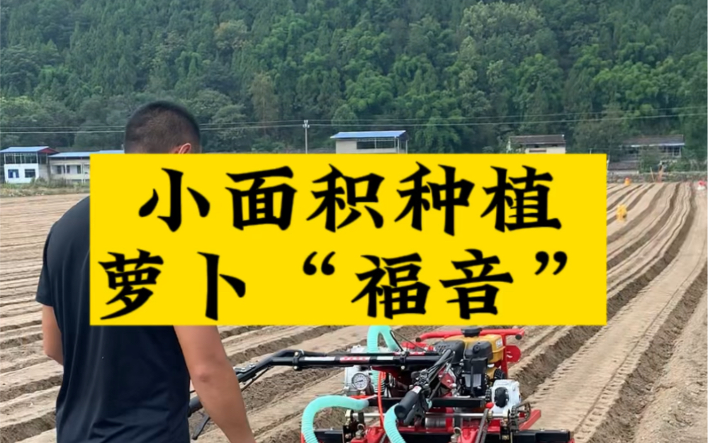 缺氧冰萝卜怎么种植(缺氧冰萝卜怎么种花盆里)