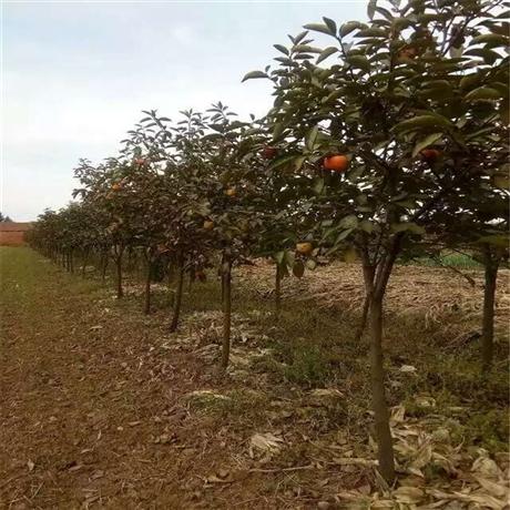 樱桃树育苗(樱桃树育苗的种植方法)
