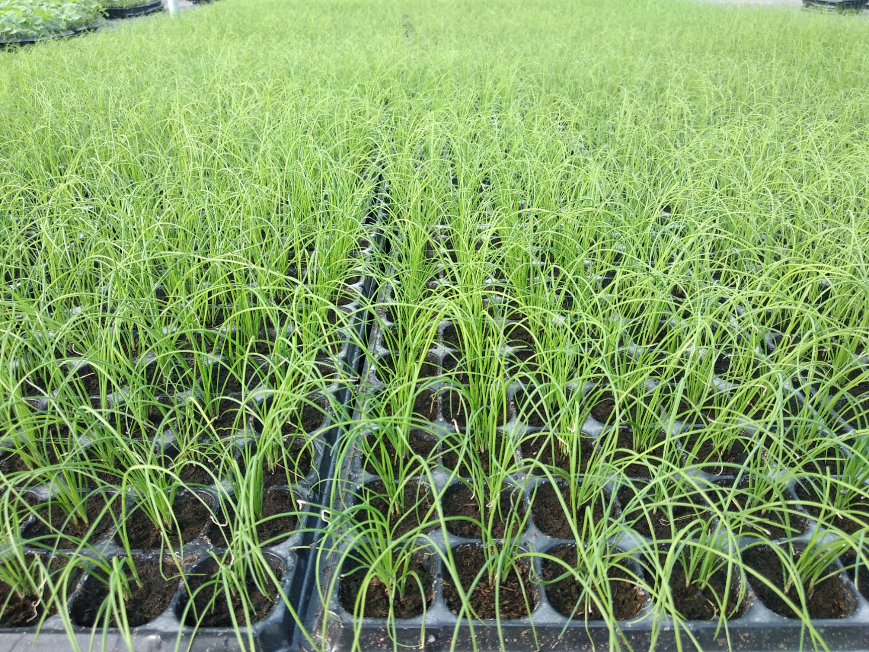 韭菜种子种植方法(韭菜种子种植方法图解)