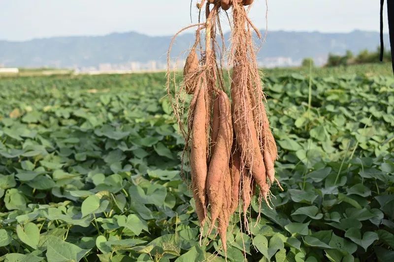 红薯什么季节种植(红薯什么时候种什么时候成熟)