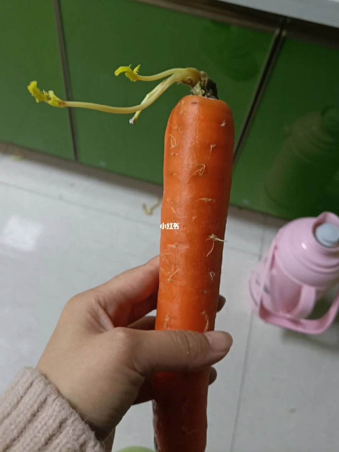 发芽的红萝卜怎么种植(发芽的红萝卜怎么种植的)
