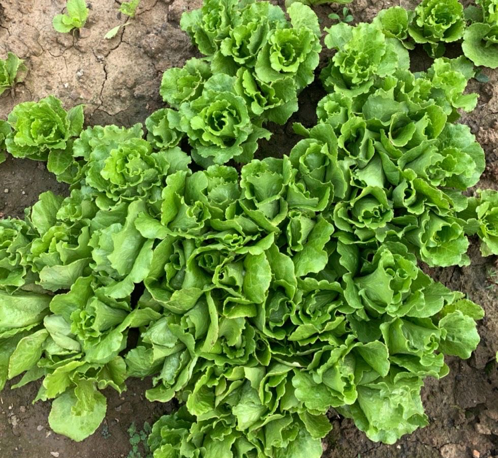 现在种生菜可以吗(现在可不可以种生菜)