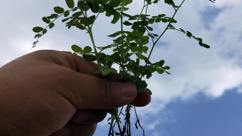 黄芪除草(黄芪除草剂用什么药)