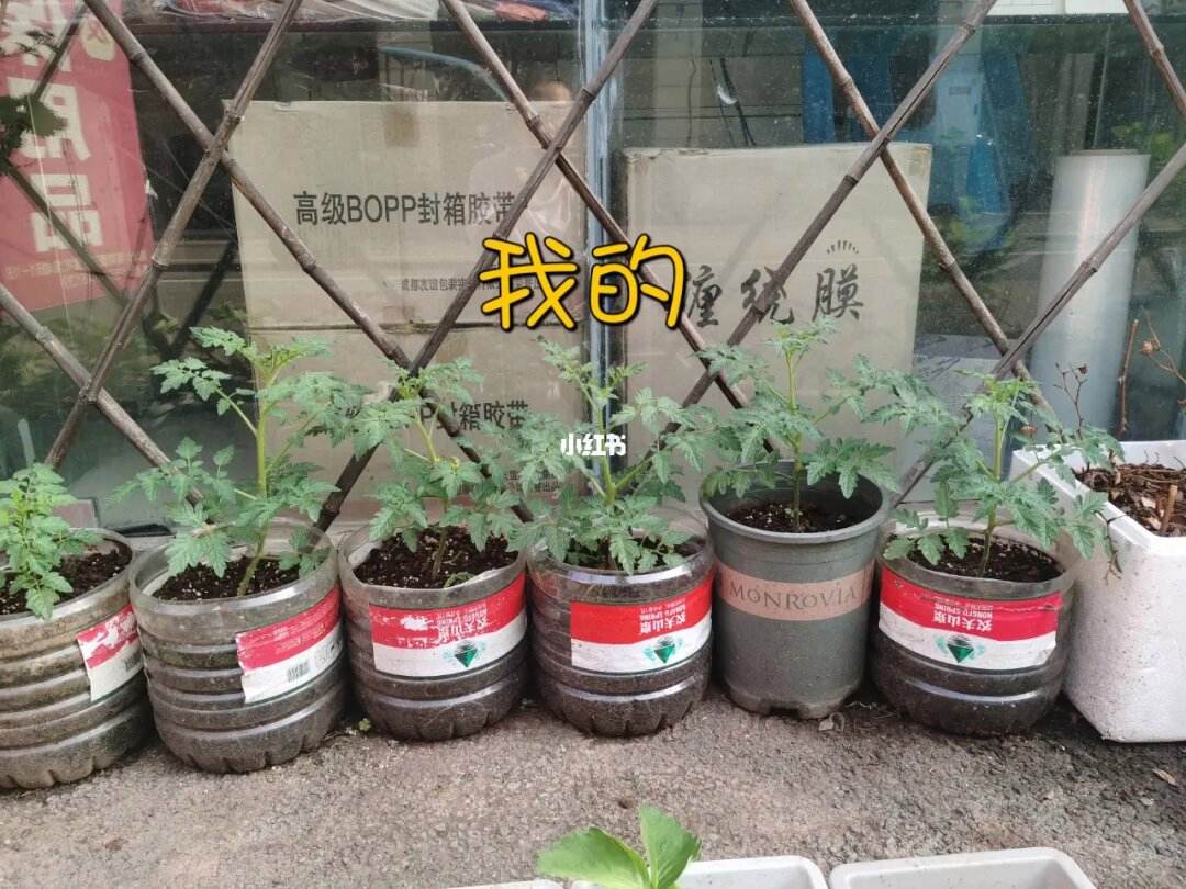 种小番茄用什么土(种小番茄用什么土好)