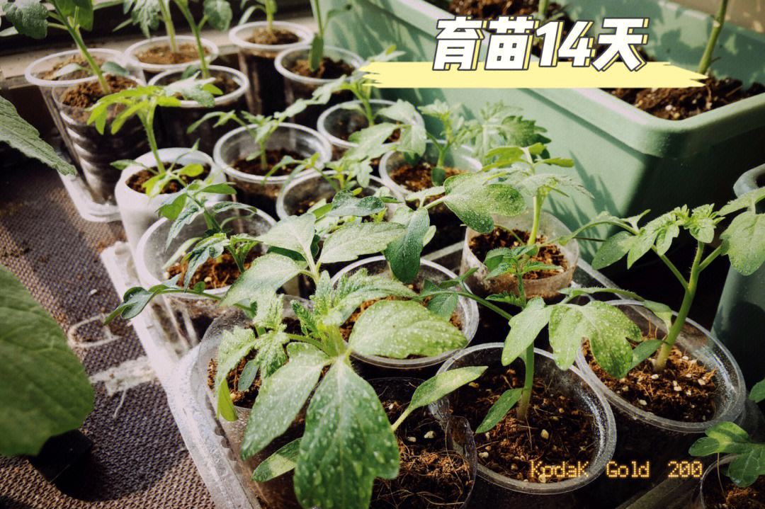 种小番茄用什么土(种小番茄用什么土好)