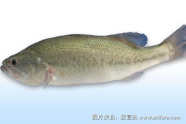 淡水鲈鱼饲养技术(淡水鲈鱼养殖视频教程)