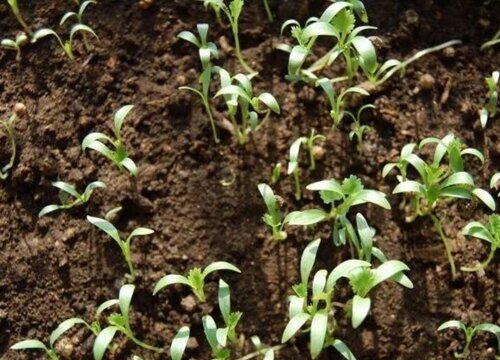 香菜怎样催芽种植方法和时间(香菜怎样催芽种植方法和时间视频教程)