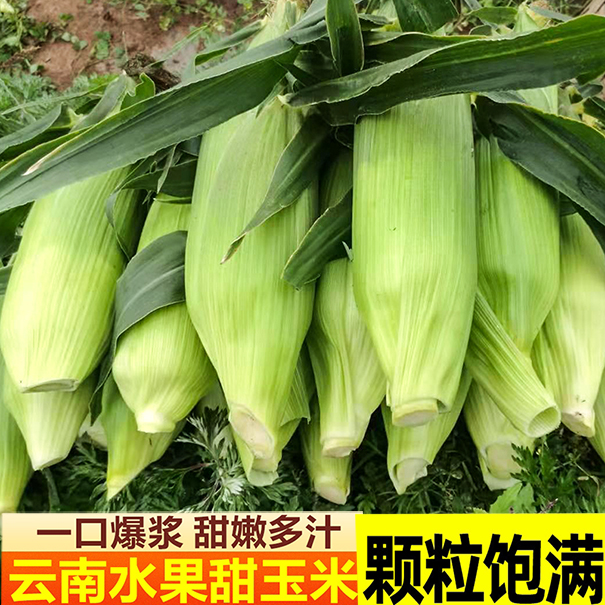 水果玉米和粘玉米哪个含糖量高的简单介绍