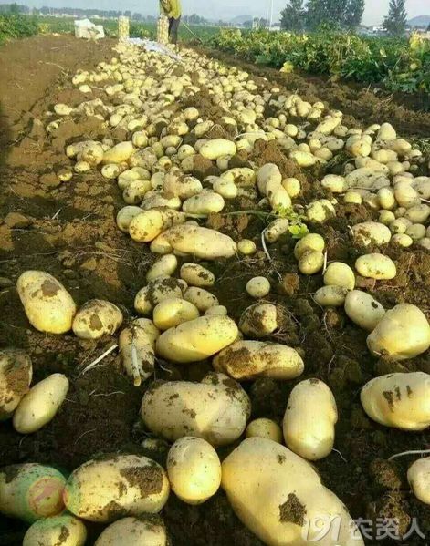 种植土豆技术(种植土豆技术要点)