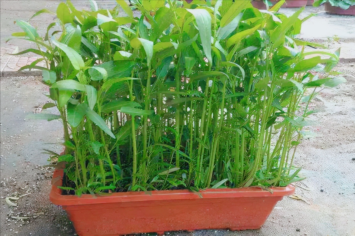 蔬菜的种植五个步骤(蔬菜种植的方法及注意事项)