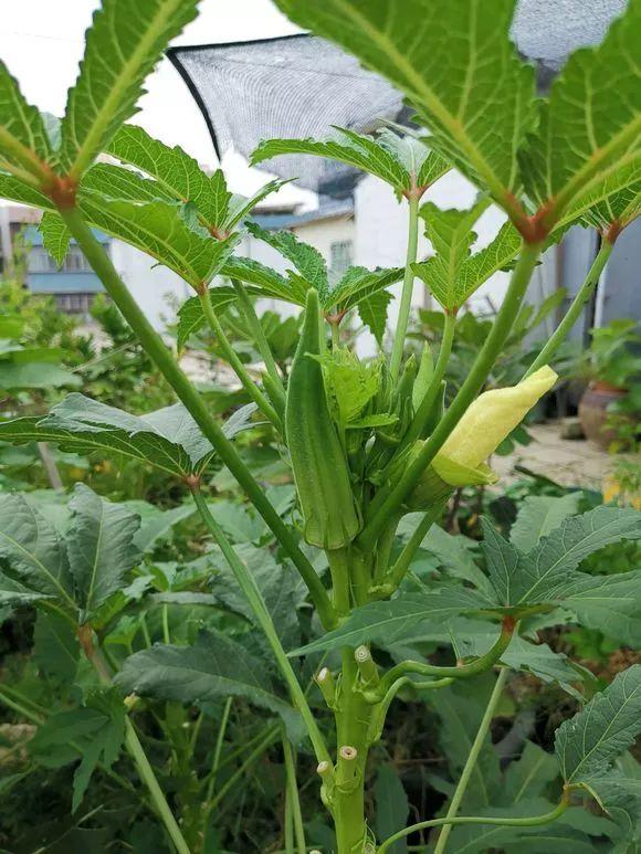 秋葵种植要多深(秋葵种多深最好出苗)