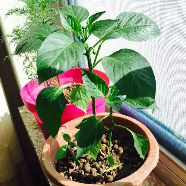 小花盆种辣椒(小花盆种辣椒好吗)