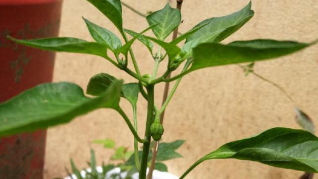 小花盆种辣椒(小花盆种辣椒好吗)