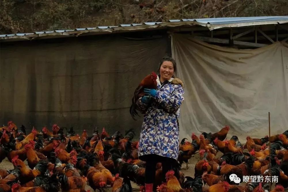 大学生回家养鸡(大学生回家养鸡开始小说)