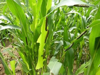 玉米粘虫防治方法(玉米粘虫防治方法有哪些)