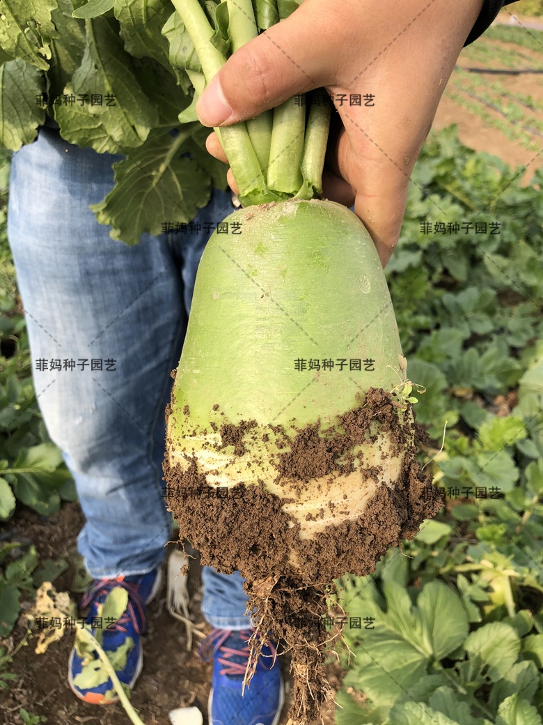 沙子里面可以种什么蔬菜(沙子里适合种什么蔬菜和水果)