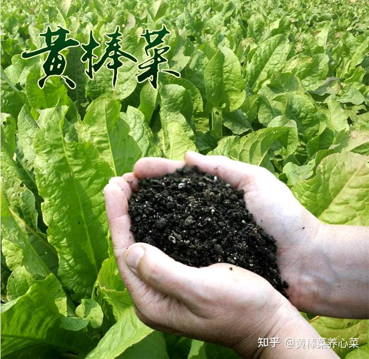 沙子里面可以种什么蔬菜(沙子里适合种什么蔬菜和水果)