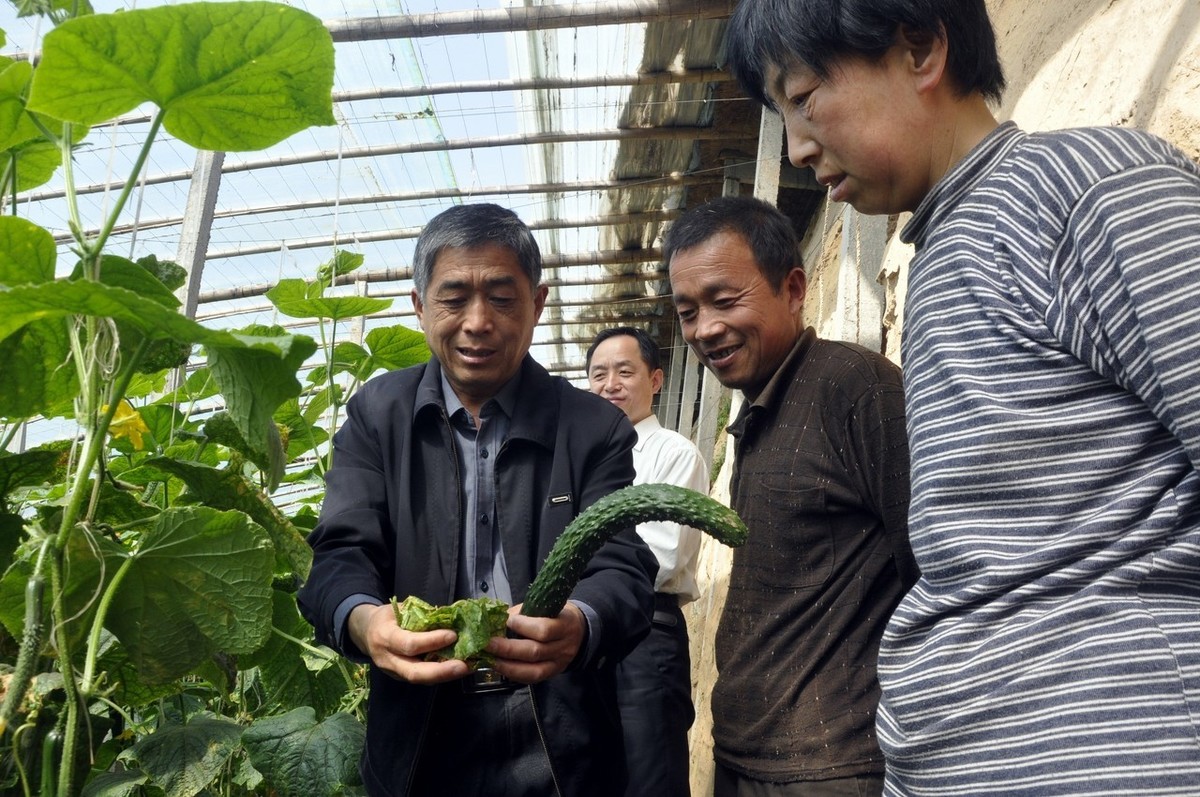 农民种植黄瓜(农民种植黄瓜视频)