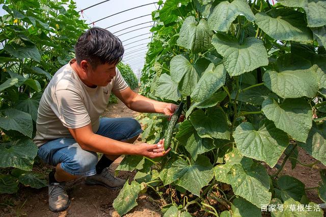 农民种植黄瓜(农民种植黄瓜视频)