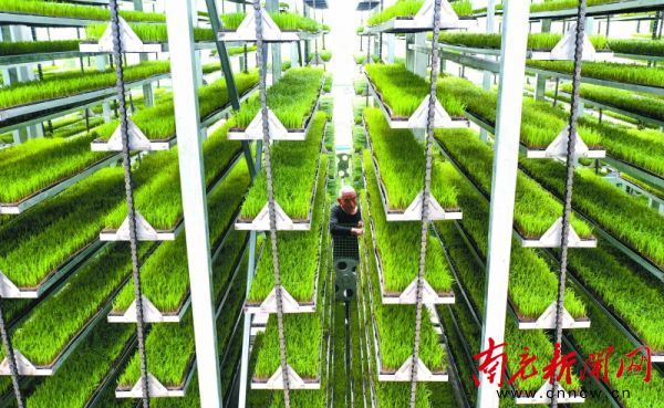工厂化育苗设施(工厂化育苗设施设备有哪些不足及改进方向)