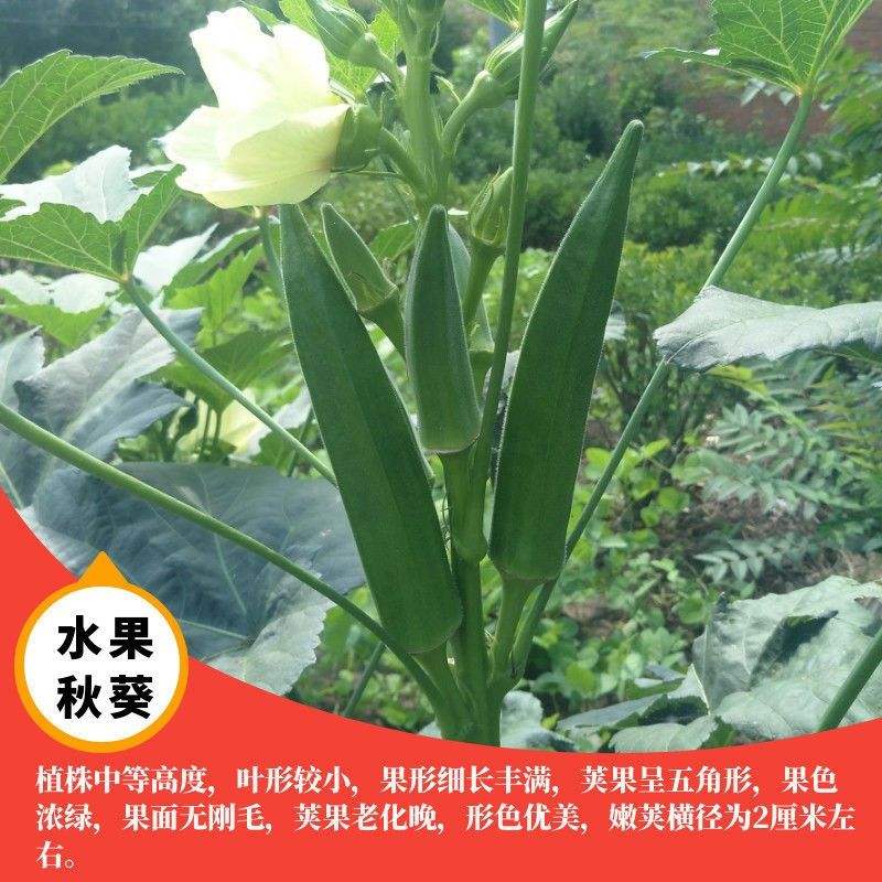 秋葵是苗还是种子(秋葵是苗还是种子种植)