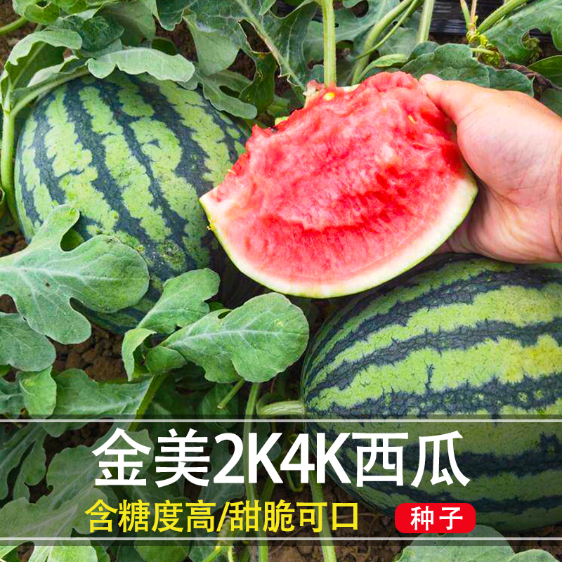 沙瓤西瓜种子(沙瓤西瓜种子图片大全)
