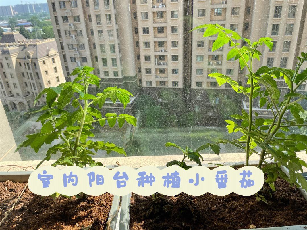 种小番茄要搭架子吗(种小番茄要搭架子吗图片)