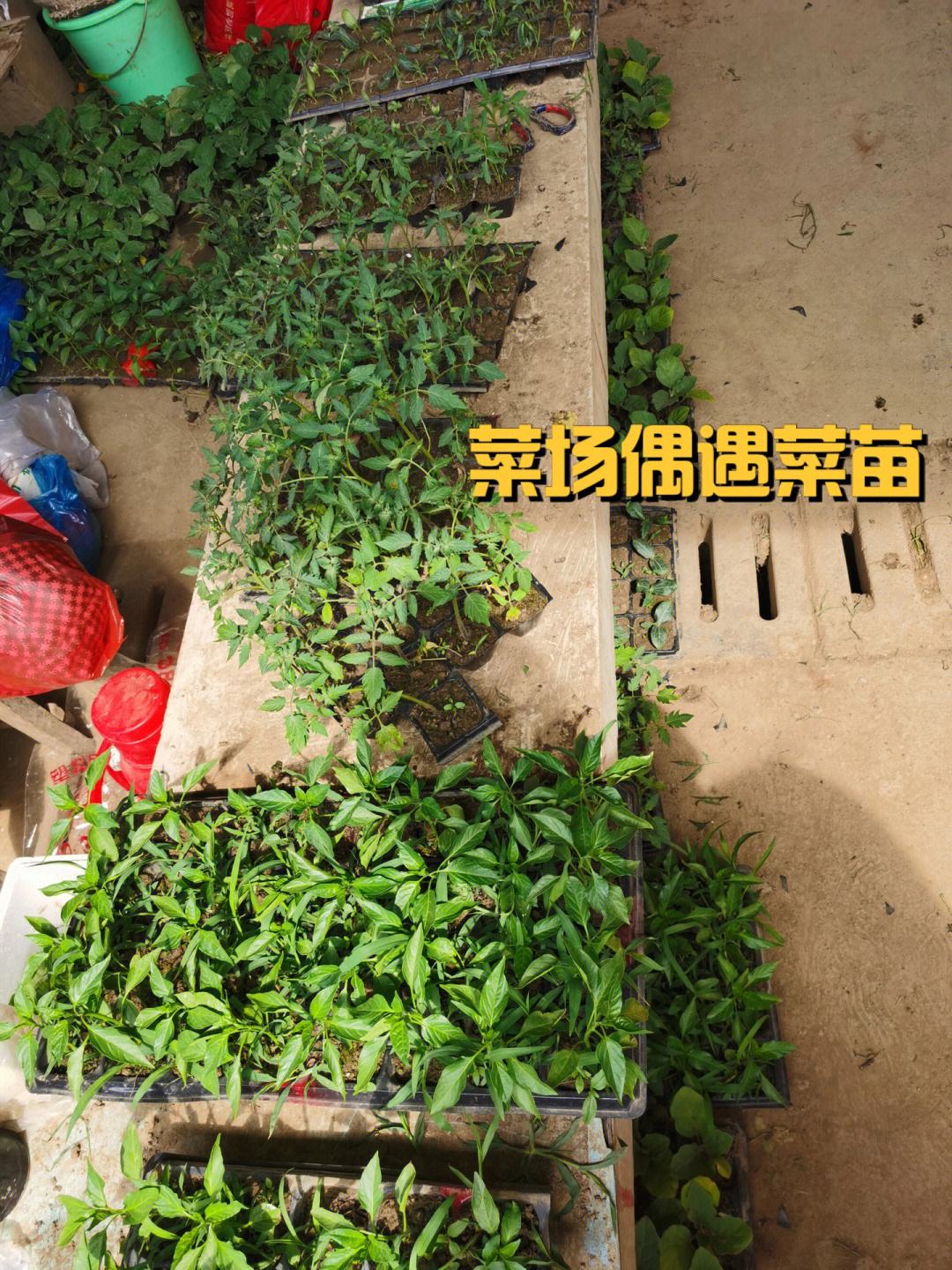 种小番茄要搭架子吗(种小番茄要搭架子吗图片)