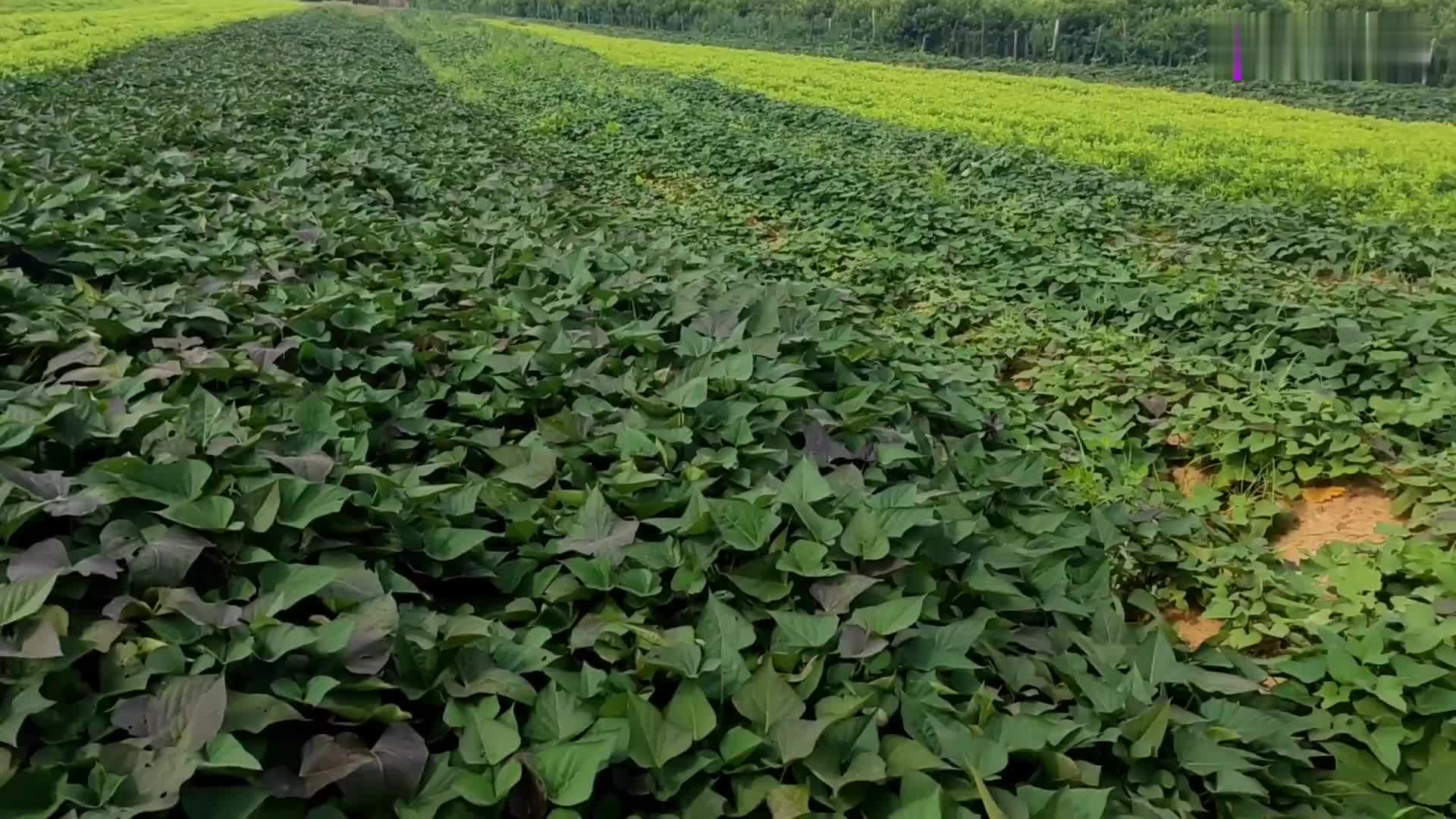 栽红薯视频(怎样栽红薯高产视频)