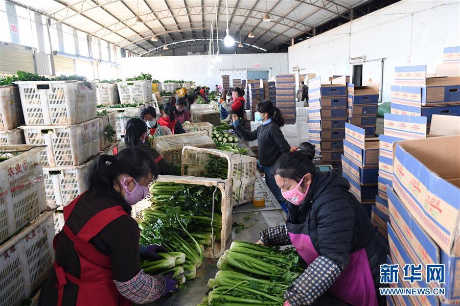蔬菜加工行业市场(蔬菜加工销售属于什么行业)