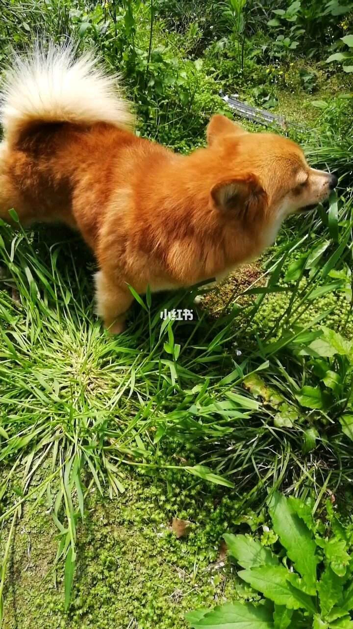 狗狗总吃草(狗狗总吃草吐)
