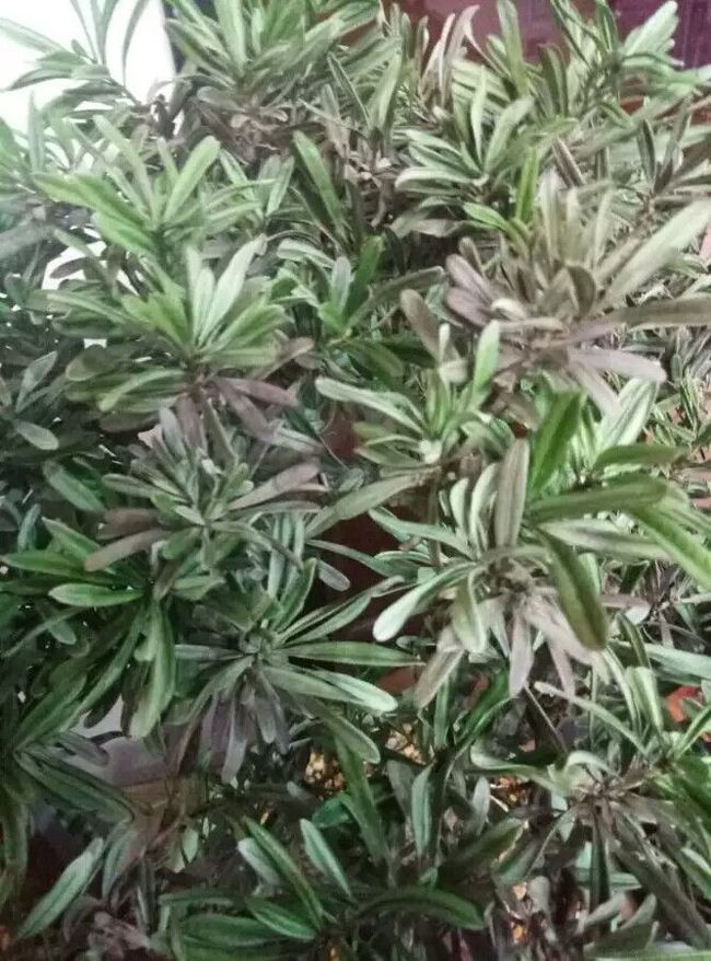罗汉松的病虫防治(罗汉松叶枯病的防治)