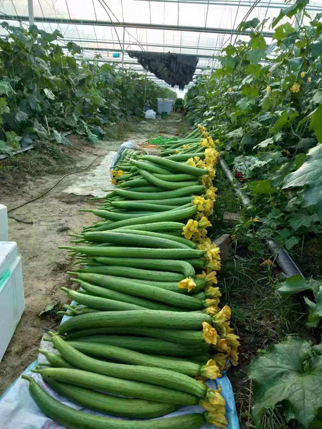 丝瓜大棚种植技术视频(丝瓜大棚种植技术视频讲解)